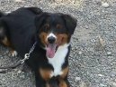 Photo: Appenzell Cattle Dog (Dog standard)