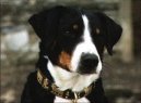 Photo: Appenzell Cattle Dog (Dog standard)