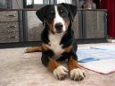 Photo: Appenzell Cattle Dog (Dog standard)