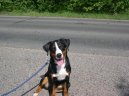 Photo: Appenzell Cattle Dog (Dog standard)