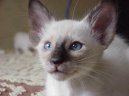 Photo: Balinese (Cat)
