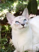 Photo: Balinese (Cat)