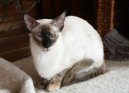 Photo: Balinese (Cat)