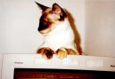 Photo: Balinese (Cat)