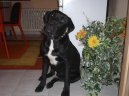 Photo: Bandog