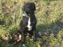 Photo: Bandog