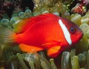 Photos: Fiji (pictures, images)
