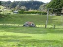 Photos: New Zealand (pictures, images)