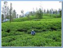 Photos: Sri Lanka (pictures, images)