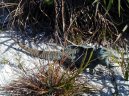 Photos: Turks and Caicos Islands (pictures, images)
